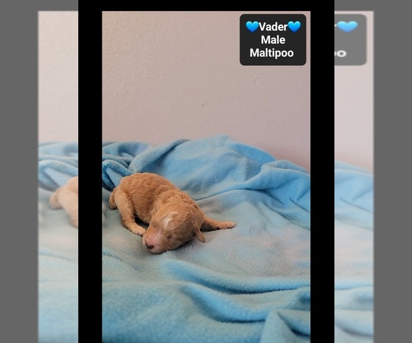 Medium Photo #3 Maltipoo (Toy) Puppy For Sale in TUCSON, AZ, USA