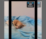 Small #2 Maltipoo (Toy)