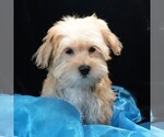 Small #3 Morkie