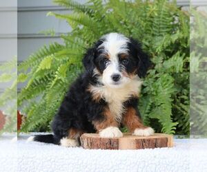 Bernedoodle (Miniature) Puppy for sale in NARVON, PA, USA