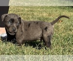 Small Photo #54 Catahoula Leopard Dog Puppy For Sale in BUSHNELL, IL, USA