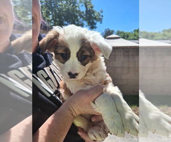 Medium Photo #4 Cocker Spaniel-Unknown Mix Puppy For Sale in Dana Point, CA, USA