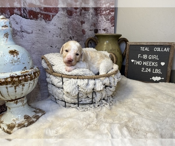 Medium Photo #2 Saint Berdoodle Puppy For Sale in QUEEN CREEK, AZ, USA