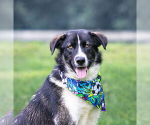 Border Collie-Huskies  Mix Dogs for adoption in Unionville, PA, USA