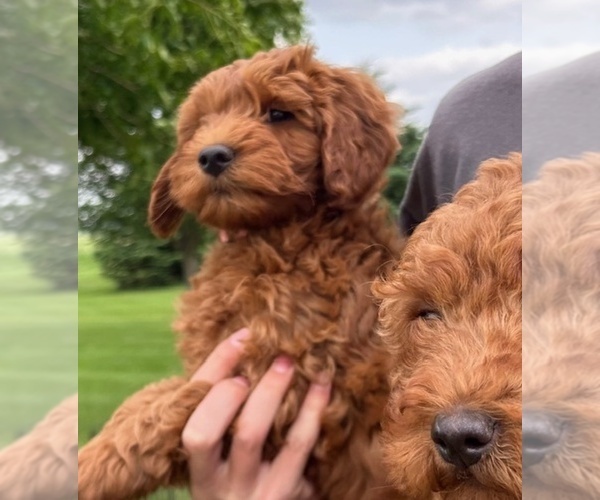 Medium Photo #12 Goldendoodle (Miniature) Puppy For Sale in HULL, IA, USA