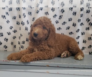 Poodle (Standard) Puppy for sale in EDINA, MO, USA