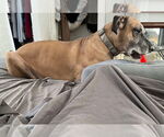 Small #21 Great Dane