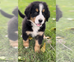 Puppy 1 Bernese Mountain Dog