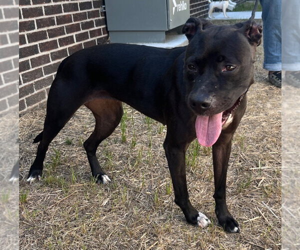 Medium Photo #2 Mutt Puppy For Sale in Tarboro, NC, USA