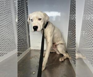 Mutt Dogs for adoption in Bakersfield, CA, USA