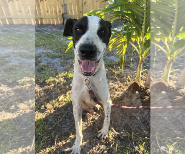 Medium Photo #1 Mutt Puppy For Sale in Miami, FL, USA
