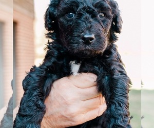 Poodle (Standard) Puppy for sale in PALMYRA, VA, USA