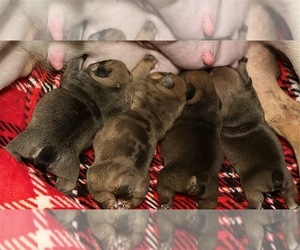 English Bulldog Puppy for sale in ALLIANCE, OH, USA