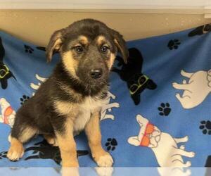 German Shepherd Dog Dogs for adoption in HESPERIA, CA, USA