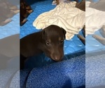 Small #17 Doberman Pinscher