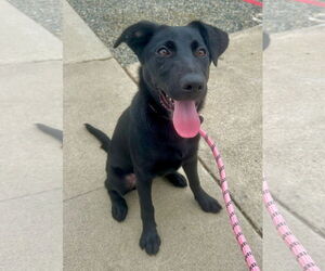 Scout - courtesy post MM - Female Mutt Dog for Adoption - Photo #3