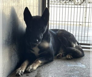 Mutt Dogs for adoption in Downey, CA, USA