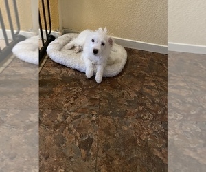 Maltipoo-Poodle (Standard) Mix Puppy for sale in TULARE, CA, USA