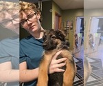 Small Photo #12 German Shepherd Dog Puppy For Sale in LA FAYETTE, NY, USA