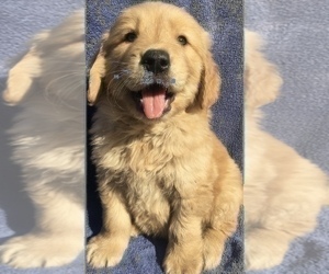 Medium Golden Retriever