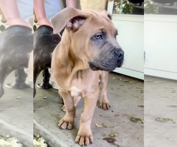 Medium Photo #7 Cane Corso Puppy For Sale in FORT COLLINS, CO, USA
