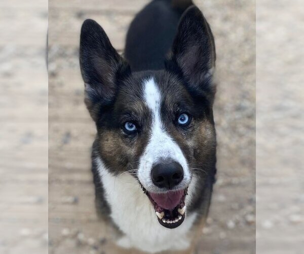 Medium Photo #1 Siberian Husky-Unknown Mix Puppy For Sale in Matawan, NJ, USA
