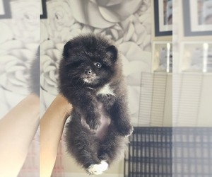 Pomeranian Puppy for sale in MONTE VISTA, CA, USA