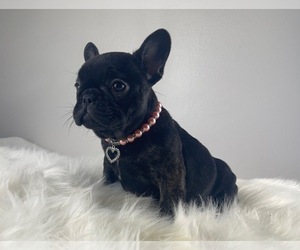 French Bulldog Puppy for sale in LOCUST GROVE, GA, USA