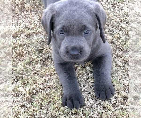 Medium Photo #3 Labrador Retriever Puppy For Sale in PEORIA, AZ, USA