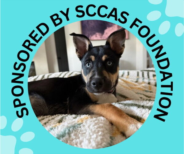 Medium Photo #2 Siberian Husky-Unknown Mix Puppy For Sale in Santa Cruz, CA, USA