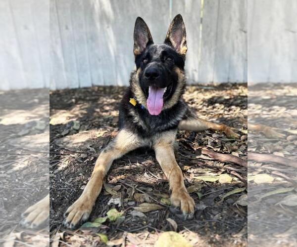Medium Photo #2 German Shepherd Dog Puppy For Sale in San Diego, CA, USA