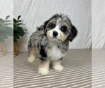 Small #3 Miniature Bernedoodle
