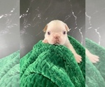 Puppy Gandalf AKC Boston Terrier