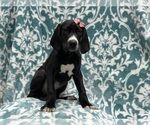 Small Photo #1 Great Dane Puppy For Sale in LAKELAND, FL, USA