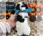 Small #4 Cavalier King Charles Spaniel
