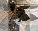 Small #3 Labrador Retriever Mix