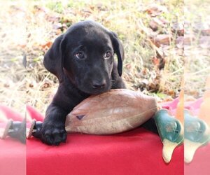 Labrador Retriever Puppy for sale in WEST CONCORD, MN, USA