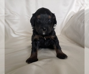 Medium Miniature Bernedoodle