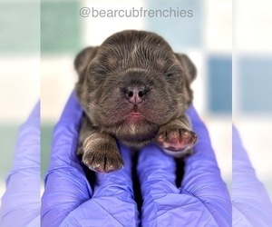 French Bulldog Puppy for sale in FRANKLIN, IN, USA