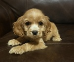 Puppy Puppy 1 Cocker Spaniel
