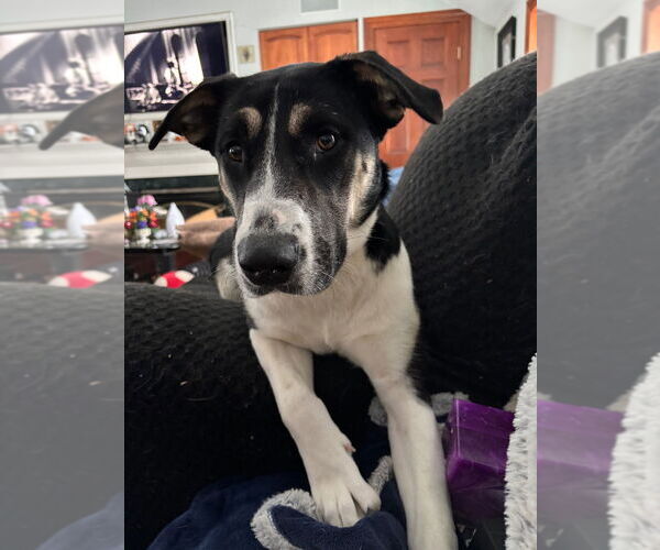 Medium Photo #3 Catahoula Leopard Dog-Unknown Mix Puppy For Sale in Canton, CT, USA