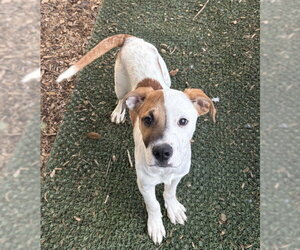 Jetsam - Male Mutt Dog for Adoption - Photo #9