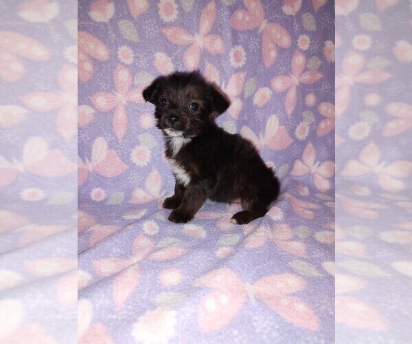Medium Photo #23 YorkiePoo Puppy For Sale in LAPEER, MI, USA