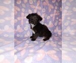 Small #1 YorkiePoo