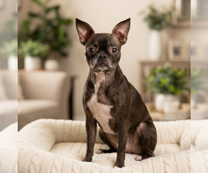 Boston Terrier-Unknown Mix Dogs for adoption in Vail, AZ, USA