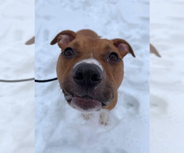 Medium Photo #13 American Pit Bull Terrier-Unknown Mix Puppy For Sale in Lockport, NY, USA