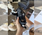 Puppy 3 Aussiedoodle Miniature 