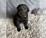 Small #1 Labrador Retriever Mix