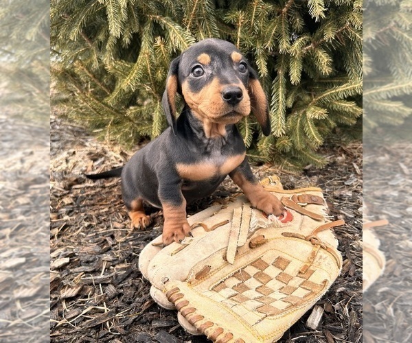 Medium Photo #5 Dachshund Puppy For Sale in MIDDLEBURY, IN, USA