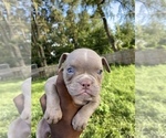 Small Photo #1 American Bully Puppy For Sale in GARY, IN, USA